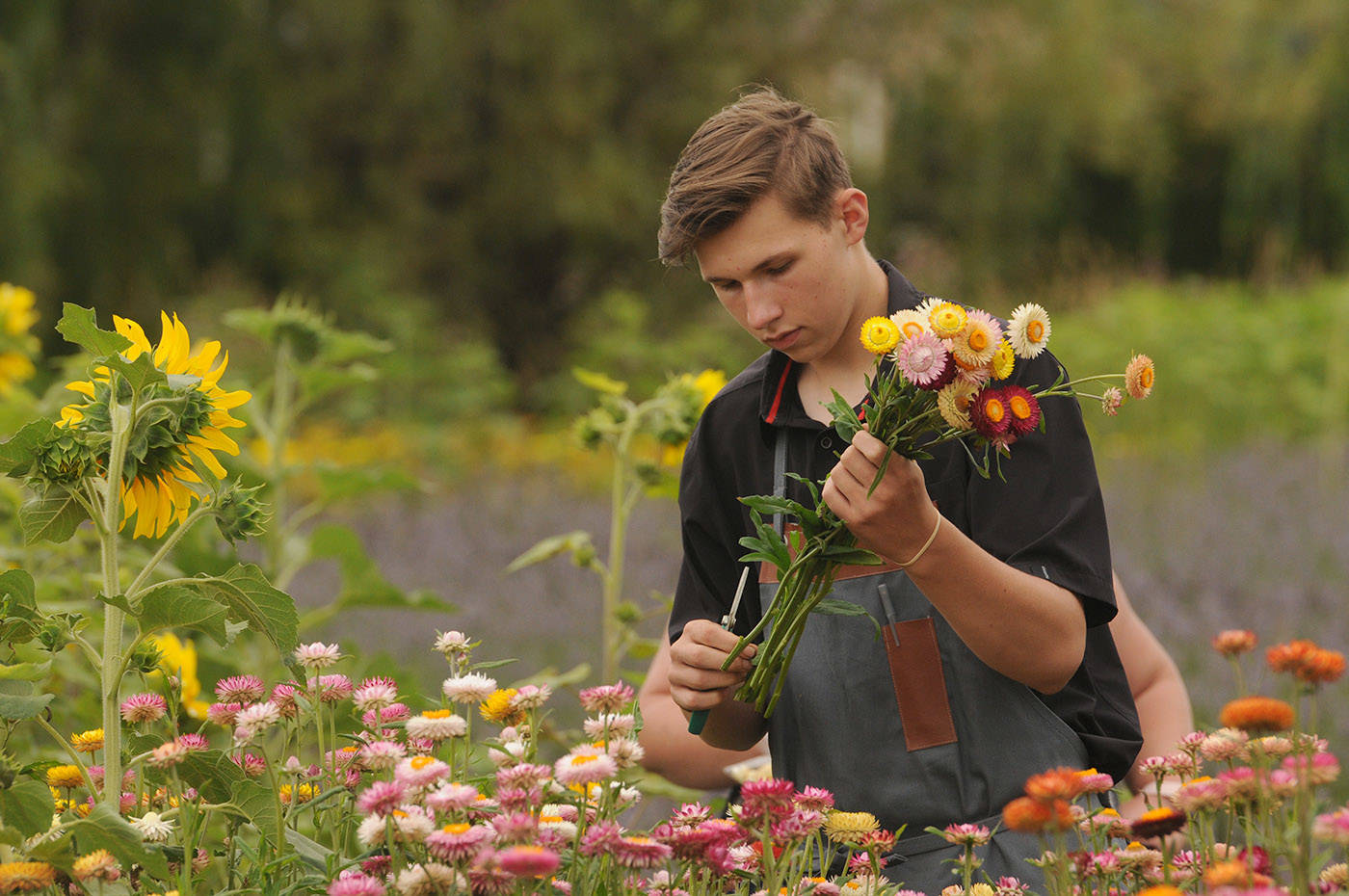 Owen Bosma snips flower for a bouquet at the Cultus Lake Flower Fest on opening day Saturday, July 17, 2021. (Jenna Hauck/ Chilliwack Progress)