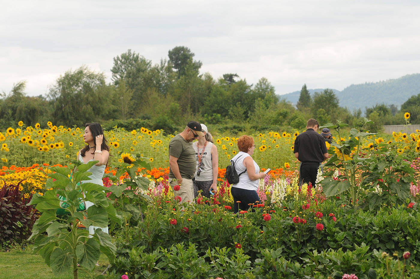 Visitors take in the bright colours of the Cultus Lake Flower Fest on opening day Saturday, July 17, 2021. (Jenna Hauck/ Chilliwack Progress)