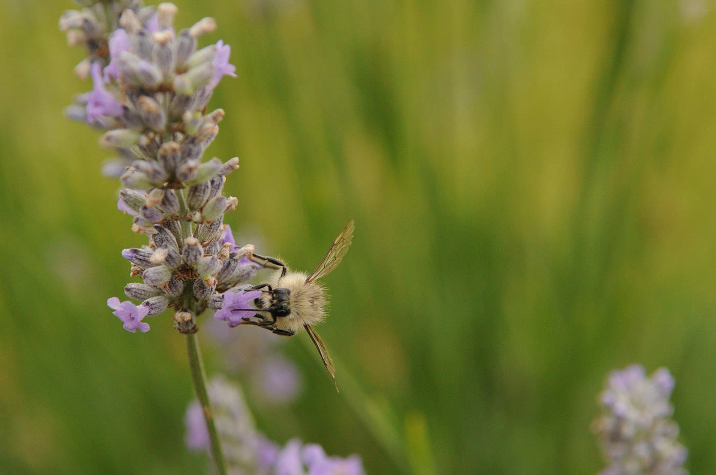 A bee lands on some lavender at the Cultus Lake Flower Fest on opening day Saturday, July 17, 2021. (Jenna Hauck/ Chilliwack Progress)