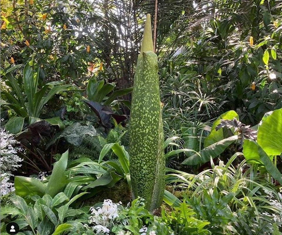 26062363_web1_210805-BPD-Corpse-Flower_1