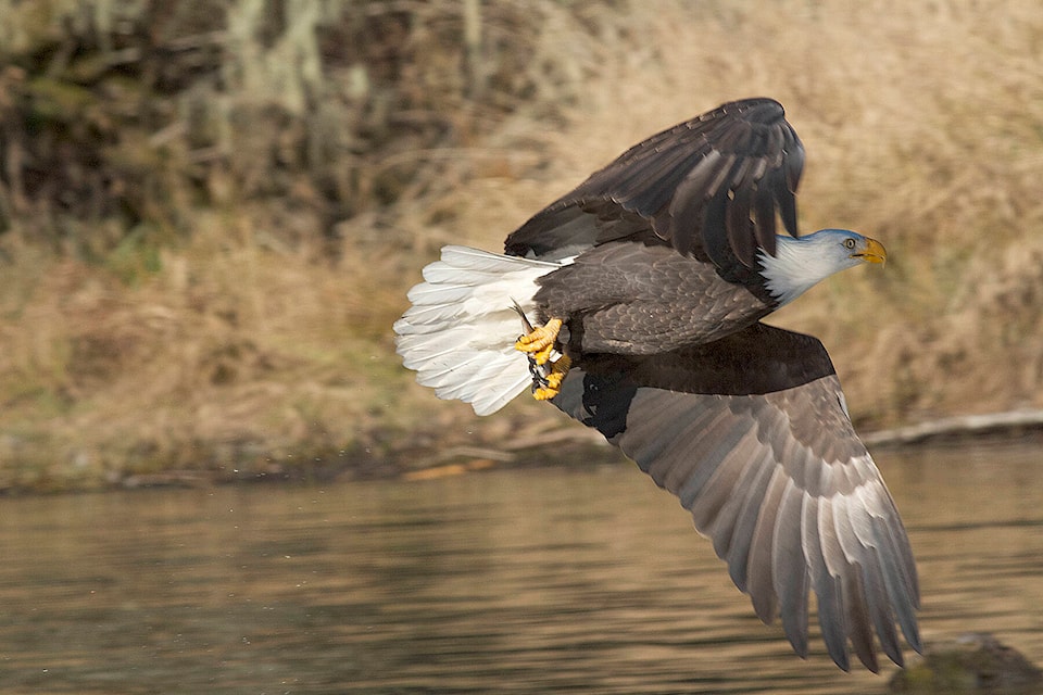 27893389_web1_P5-Skagit-Eagles-edh-200105