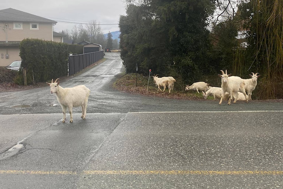 28055311_web1_220204-CPL-Goats-On-Road_1