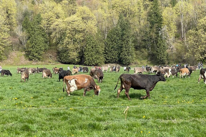 Dozens of happy cows ran onto the fields of Creekside Dairy to enjoy the fresh spring grass for the first time this season, much to the delight of local onlookers. (Contributed photo/Stacy Yanchuk Oleksy)