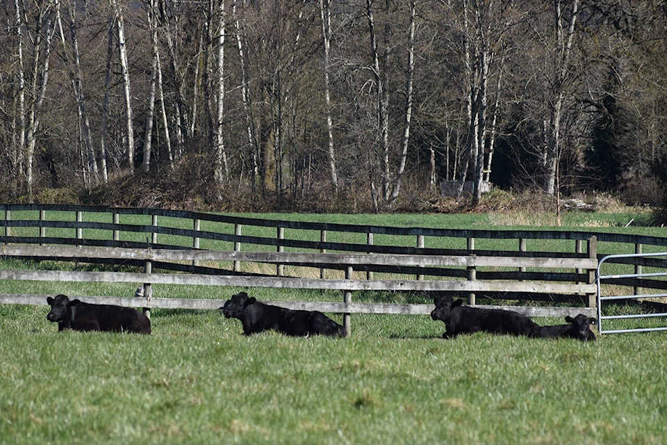 29481349_web1_210115-AHO-SmallLotAgriculture-CowFarm_1