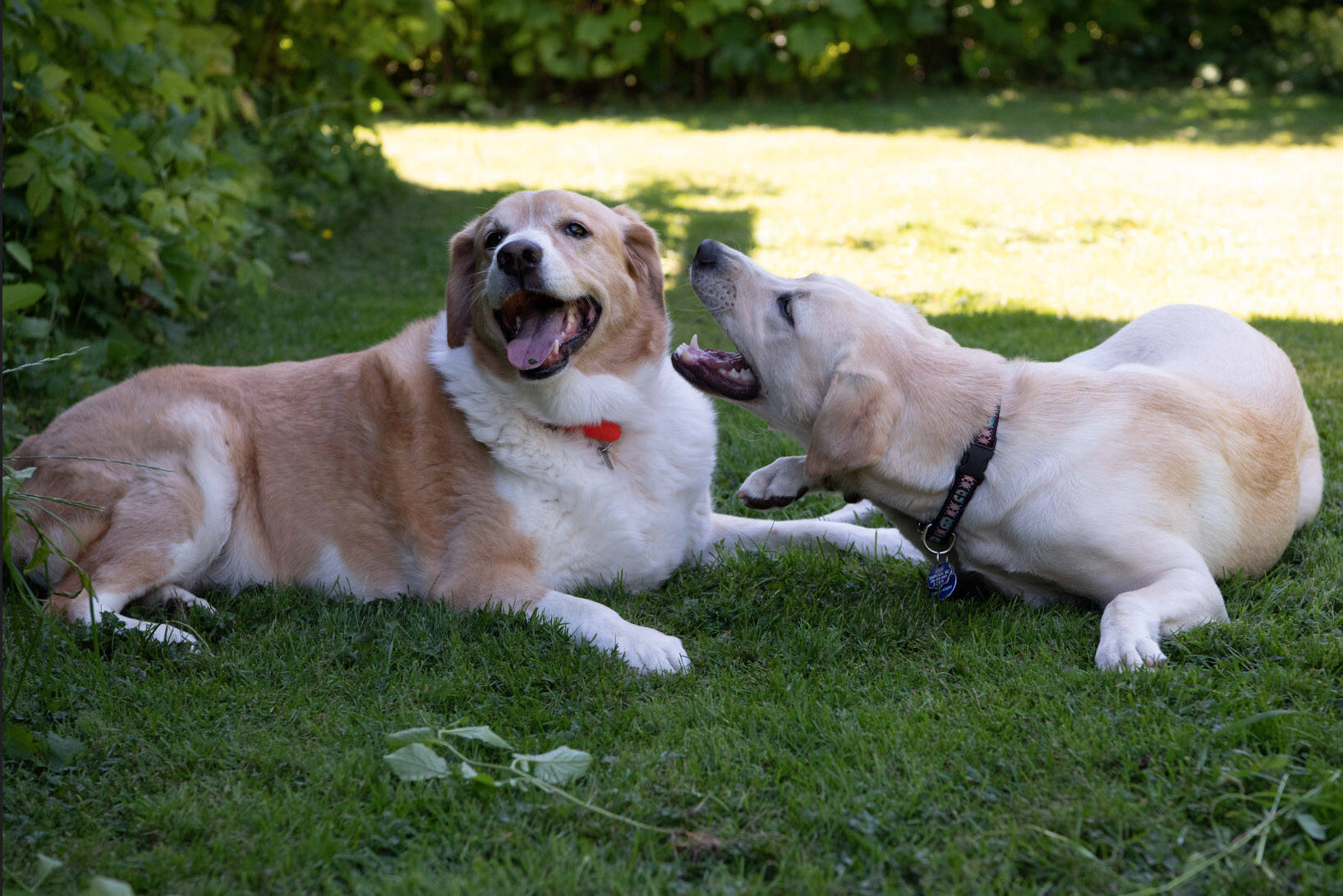 Ryder Newhouses unofficial therapy dog Tommy (left) plays with Juniper, a puppy in training with BC and Alberta Guide Dogs. (Lorna Shaw photo)