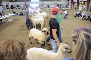 Chilliwack Fair fosters 'connection, education, and celebration of agriculture'