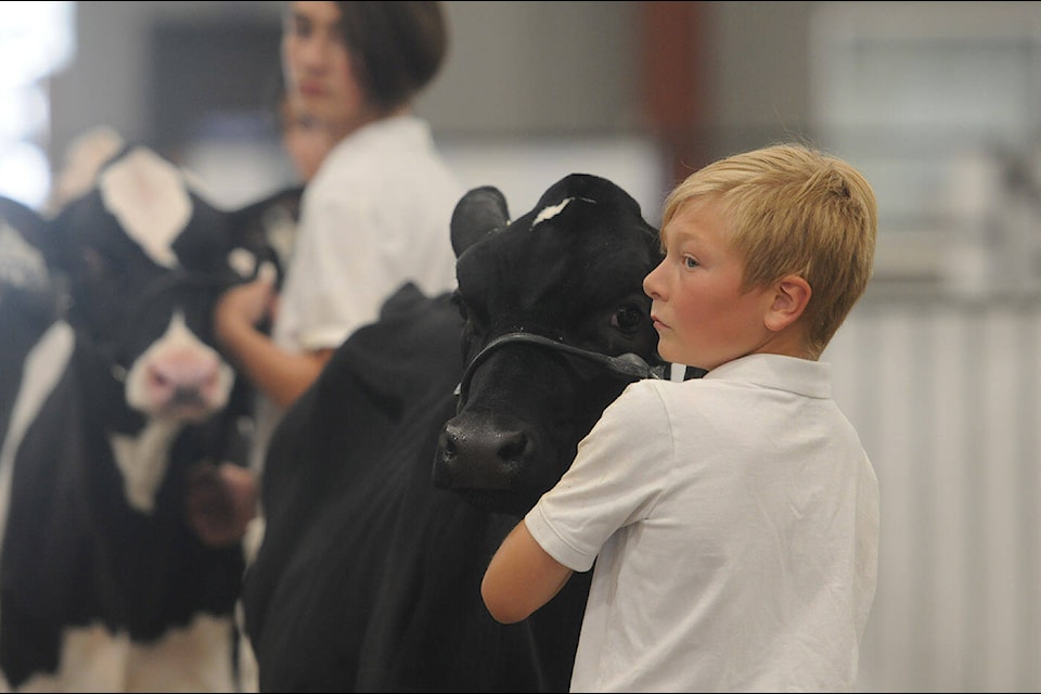 Isaac Bosma, 9, of Chilliwack shows his cow during a 4-H competition at the 150th annual Chilliwack Fair on Friday, Aug. 5, 2022 at Chilliwack Heritage Park. (Jenna Hauck/ Chilliwack Progress)