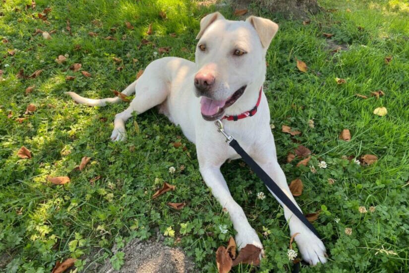 Mother dog Dallas is learning to live at home and showing more of her happy, playful side at her foster home. She was rescued along with her nine puppies from a property in Agassiz. (Photo/BCSPCA)