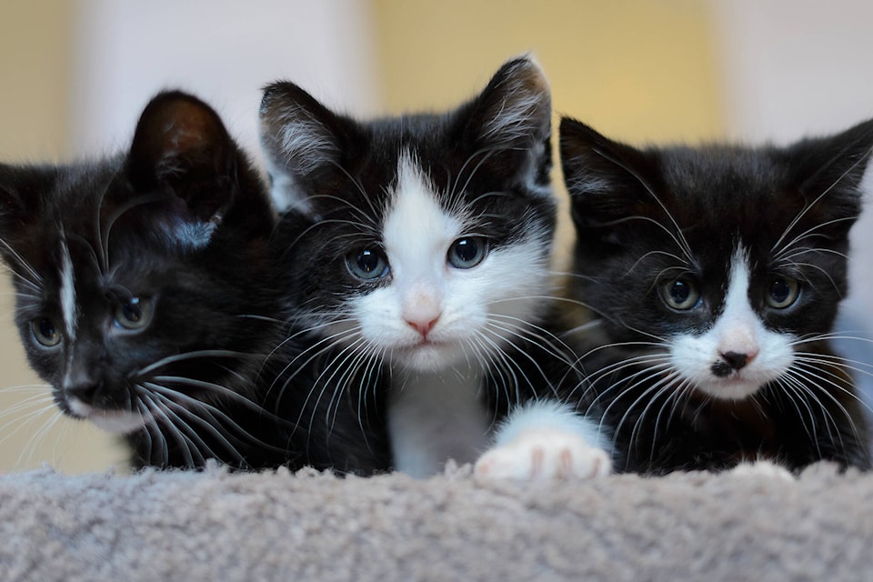 30702168_web1_221021-MCR-SPCA-kittens_1