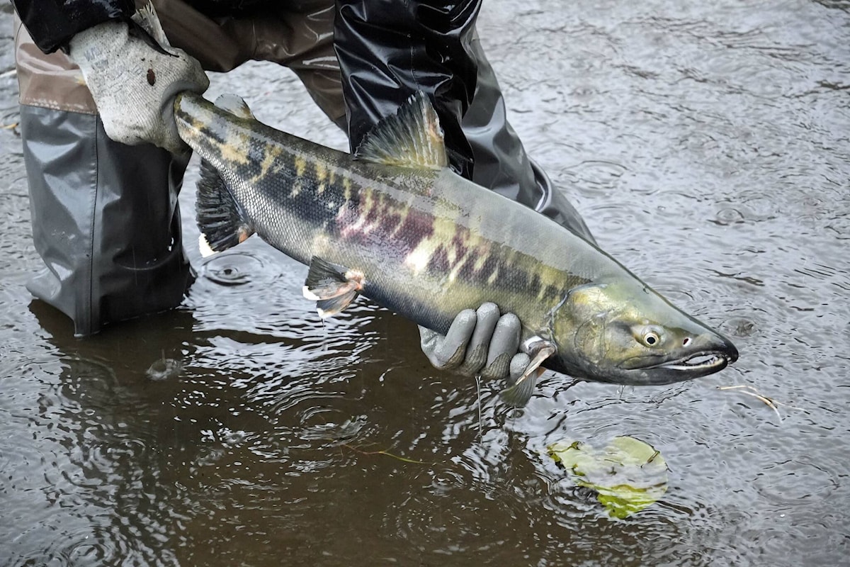 Miami River Streamkeepers, DFO release 100 chum salmon - Agassiz