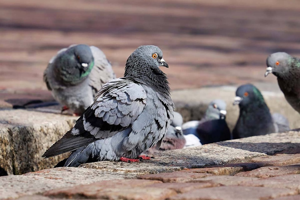 32156015_web1_230323-ABB-Another-backpack-pigeon_1