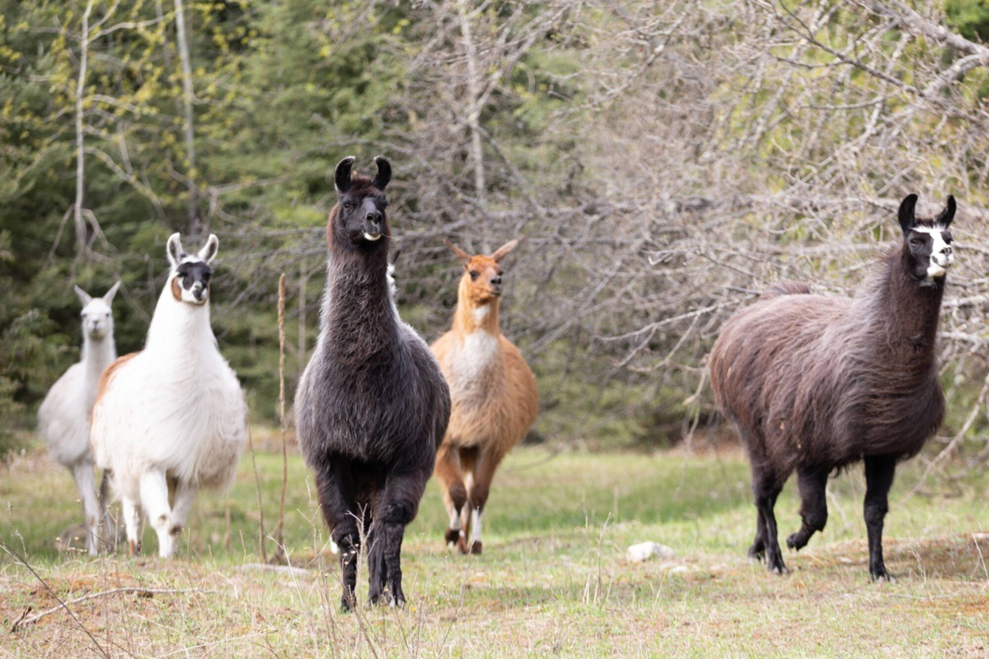 Shuswap-based Llama Sanctuary makes second move in one month - Agassiz ...