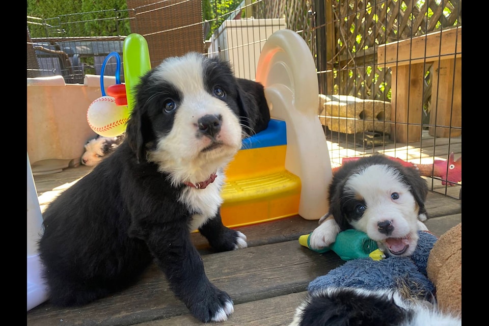 The 16 puppies born in Mission to three-year-old Bernese Mountain and Old English Sheepdog mix Millie is tied for an unofficial Canadian record. /Dillon White Photo