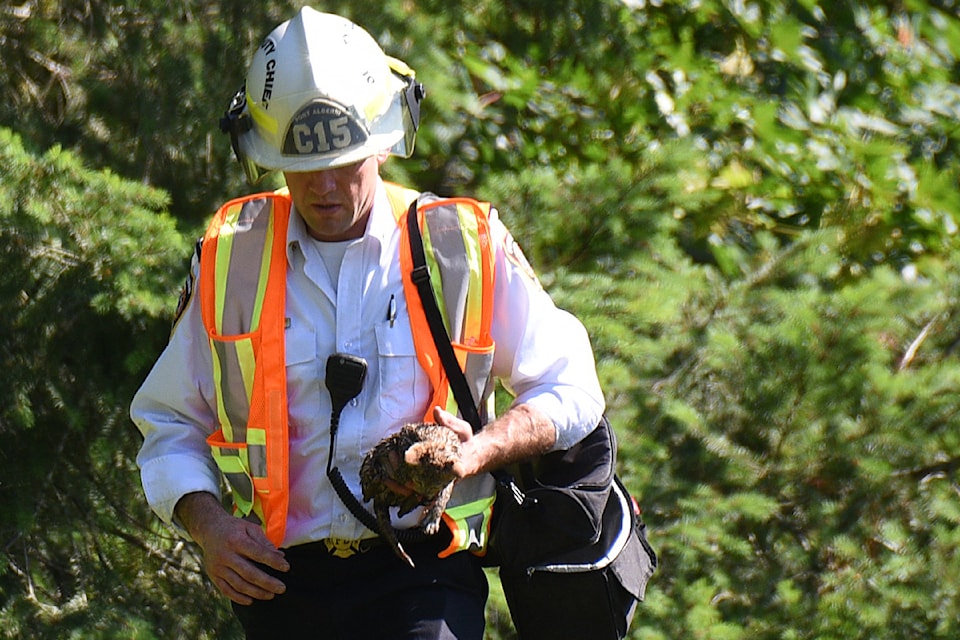 Port Alberni Fire Department Deputy Fire Chief Travis Cross carries a kitten from the scene of a brush fire in Rogers Creek Gully, several hundred metres behind the Alberni-Clayoquot SPCA branch on Thursday, June 20, 2024. The kitten, suffering from burns, was quickly turned over to SPCA staff to be taken to a vet for emergency care. 