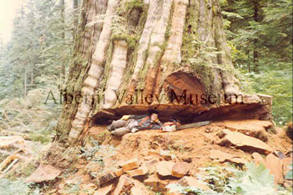 This photo, circa 1983, shows Ron Salsman lying on his side in the undercut at the base of a very large cedar tree. Salsman and his falling partner Tom Dame cut down this tree in the Nahmint Valley in the summer of 1983. The tree had a diameter of 5.8-m and a circumference of 15.8-m. To view more than 24,000 historical Port Alberni photos, visit the Alberni Valley Museum’s online photo archives at portalberni.pastperfectonline.com.