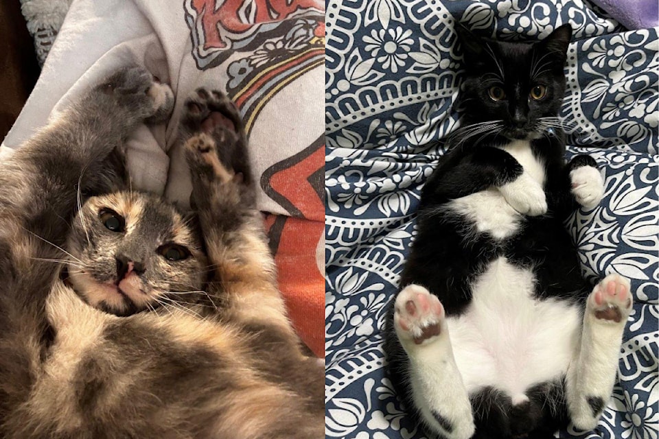 Chippie (left) and Red Alert (right) are two of the kittens that were rescued from a fire in Port Alberni in June 2024.