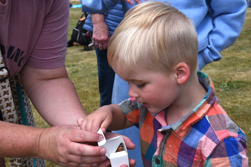 Jacob Boer, 2, peers into the box with his butterfly just before his mother, Rebecca Dixon, lets the butterfly go, June 21, 2025 at the Alberni Valley Hospice Society's annual Butterfly Effect event. (SUSIE QUINN/ Alberni Valley News)