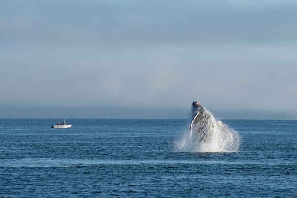 A boater adheres to the legal avoidance distance while humpback whale Ripple (BCX1063) jumps out of the water. Photo taken under Marine Mammal License MML-57. (MERS PHOTO)