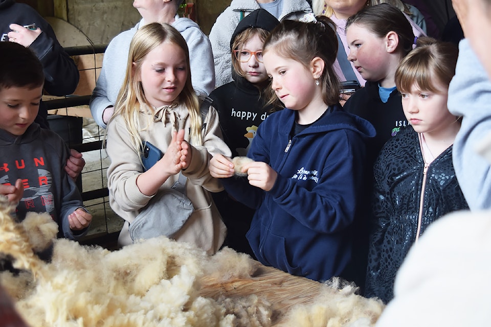 Young onlookers examine the fleece from a sheep while members of the Alberni Valley Fibre Guild “skirt” the shorn fleece (separating the clean wool from the dirty pieces that are not suitable for processing). (ELENA RARDON/ Alberni Valley News)