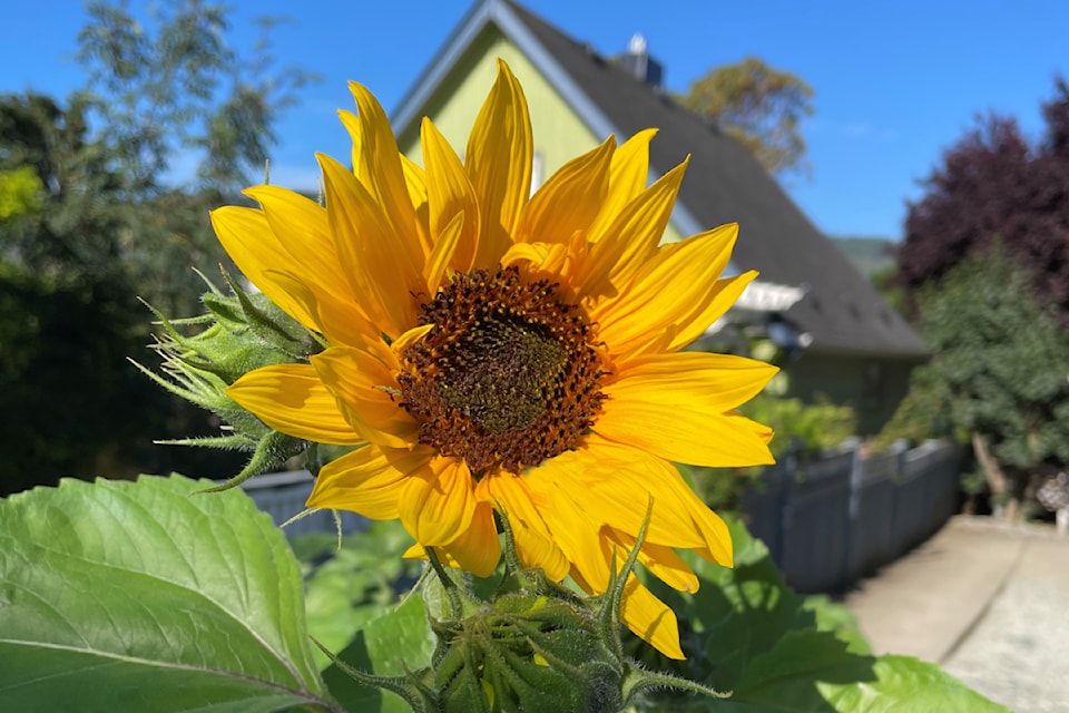 A sunflower blooms in the garden at Ty Watson House Hospice in 2024. (SUBMITTED PHOTO/ Alberni Valley News)