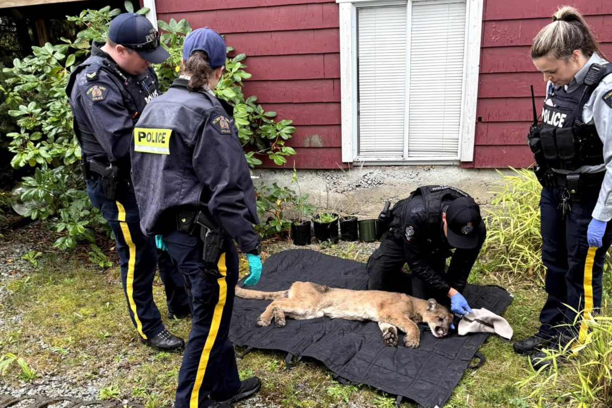 Injured cougar captured, killed in Port Alberni neighbourhood