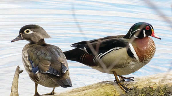 32764alberniPacRim-birding2-nov3_0149_edited-1