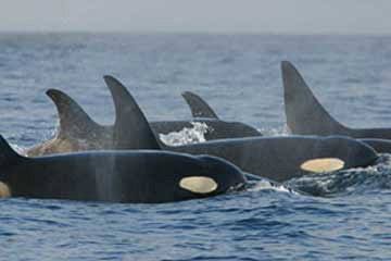 80244alberniletters-Orca_pod_southern_residents-dec29