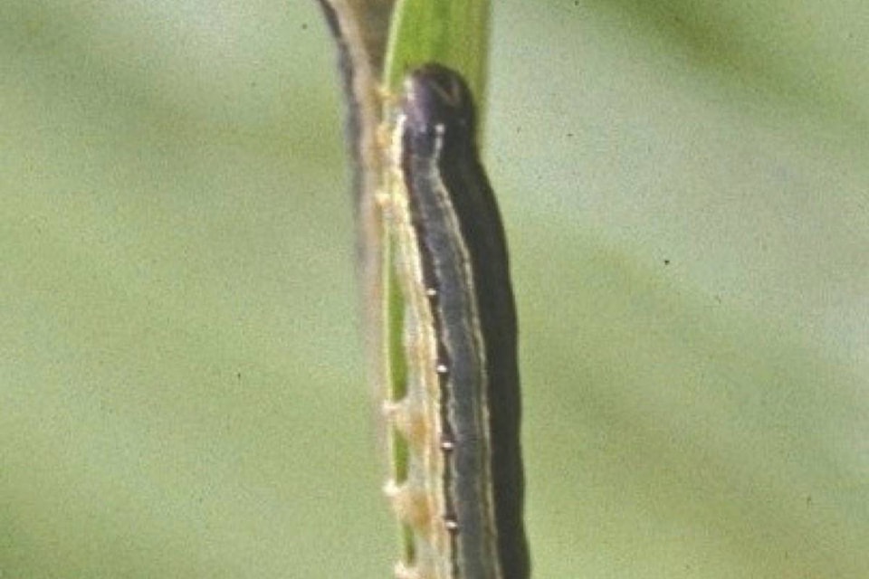 7694157_web1_170712-CVR-M-African_armyworm_crop