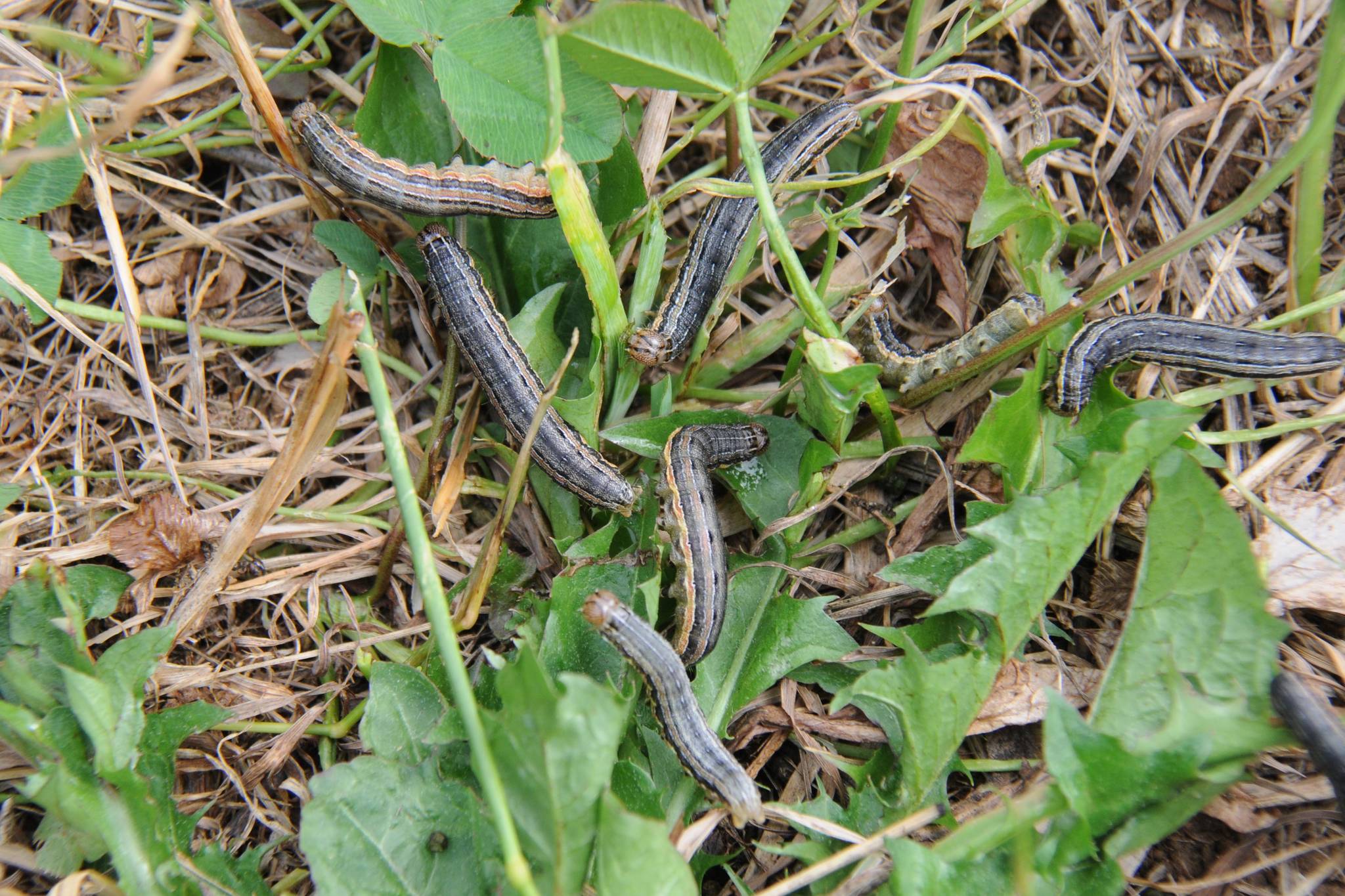 7700191_web1_Armyworm3-july18_6073