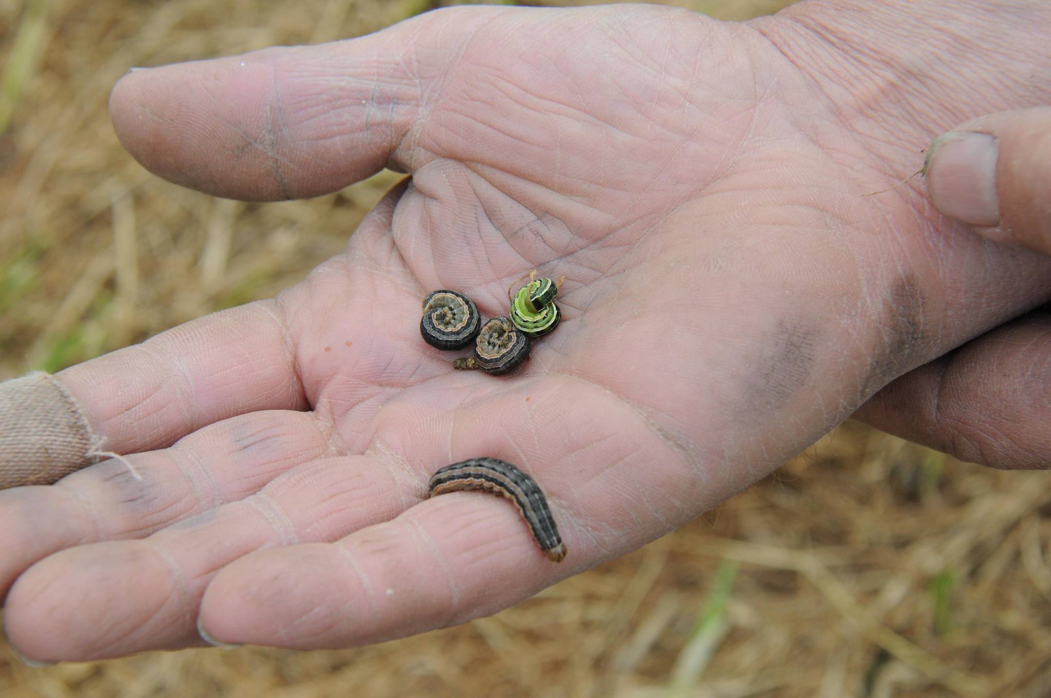 7700191_web1_Armyworm4-july18_6052