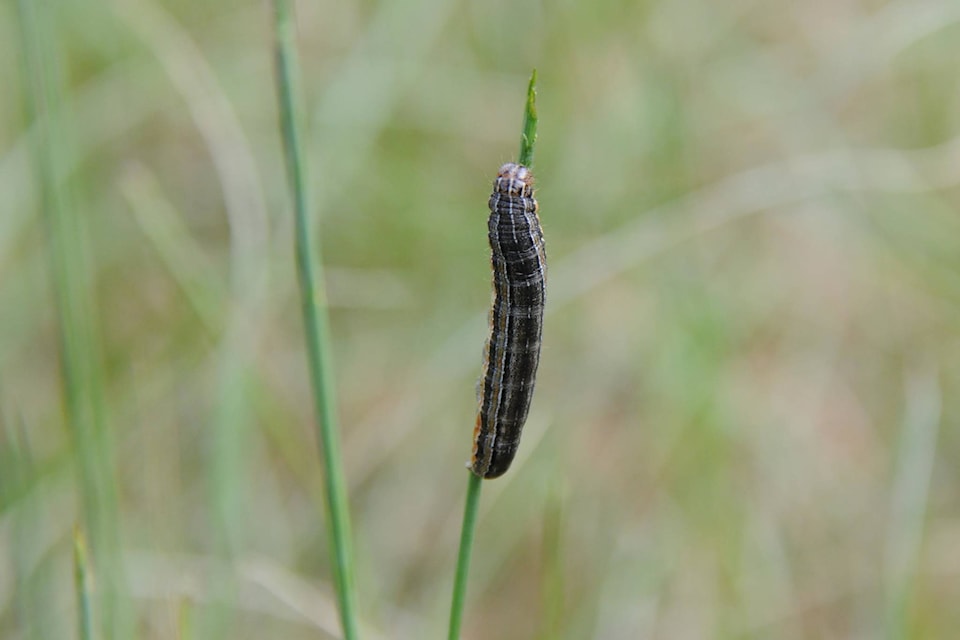 7700191_web1_armyworm2-july18_6079