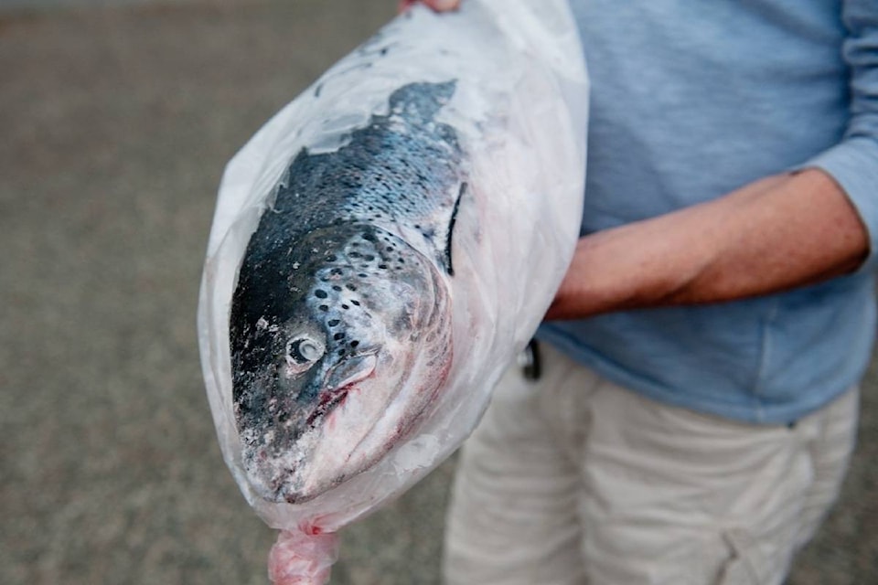 8556080_web1_170910-PQN-M-atlantic-salmon-170910-103