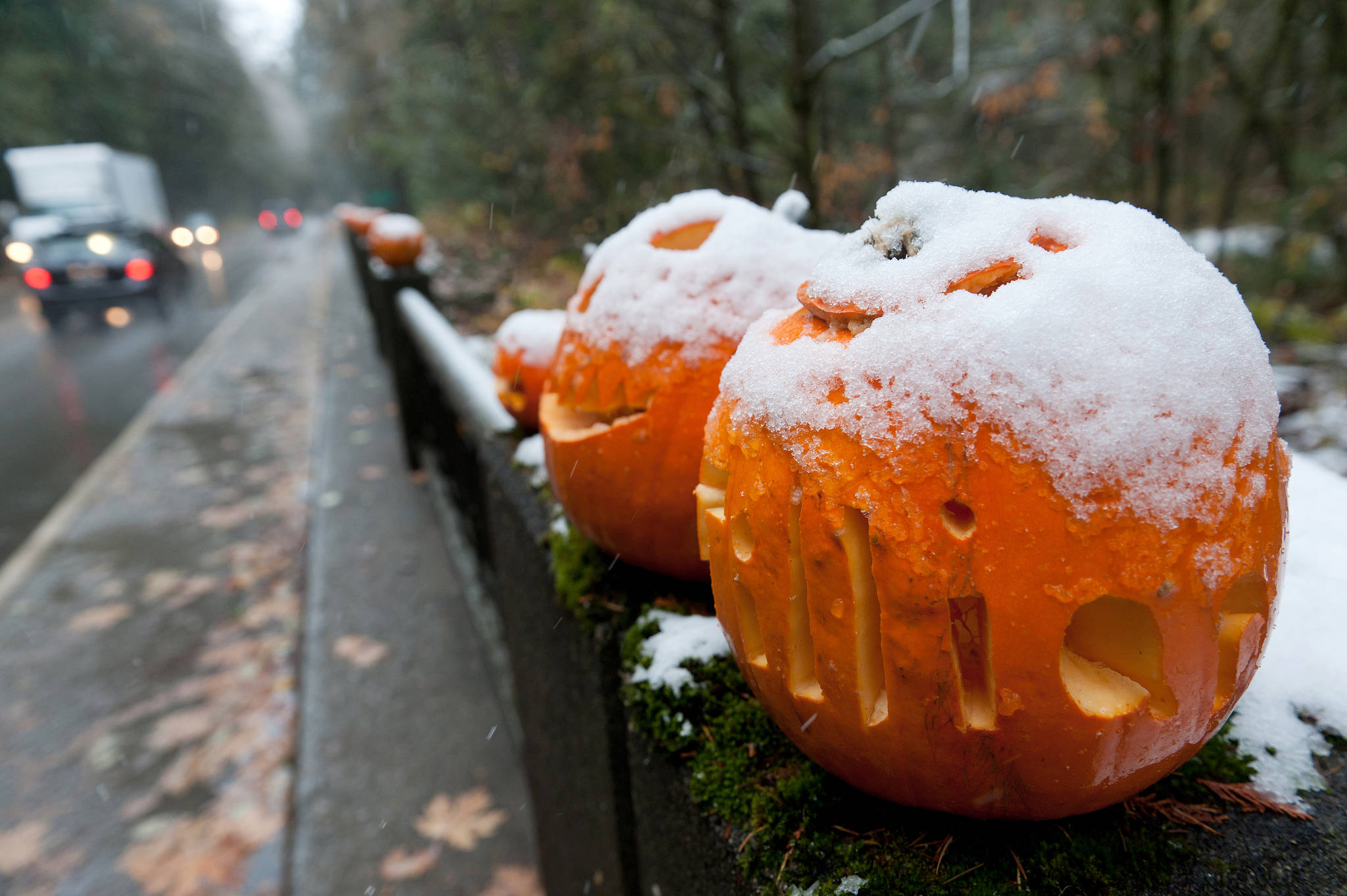 9235979_web1_grove-pumpkins1-jr-nov2