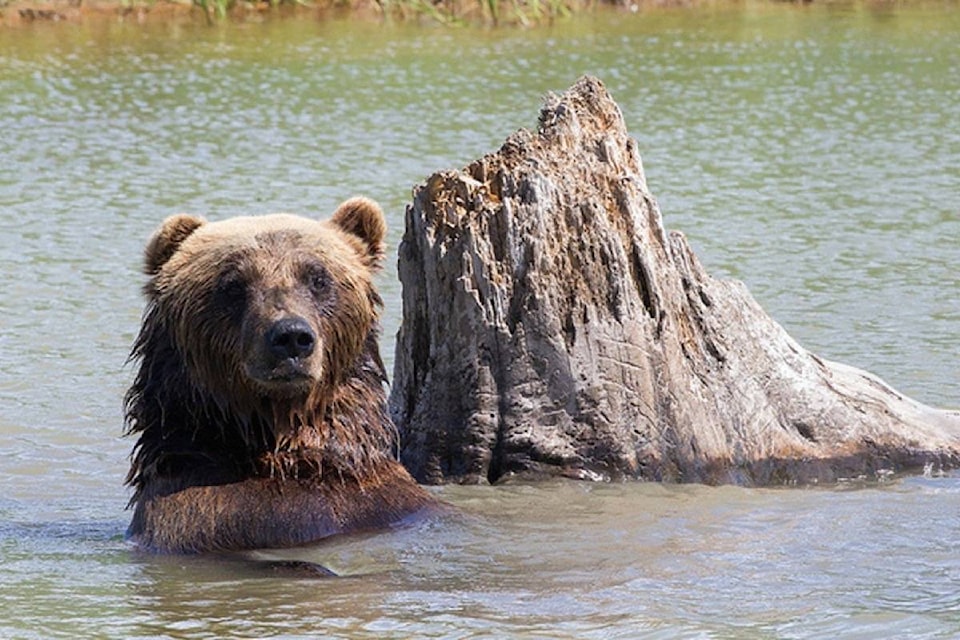 9855254_web1_20170814-BPD-Grizzly-Bear-swim-Douglas-Brown