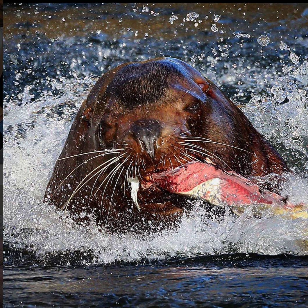 12542905_web1_3-sea-lion-copy