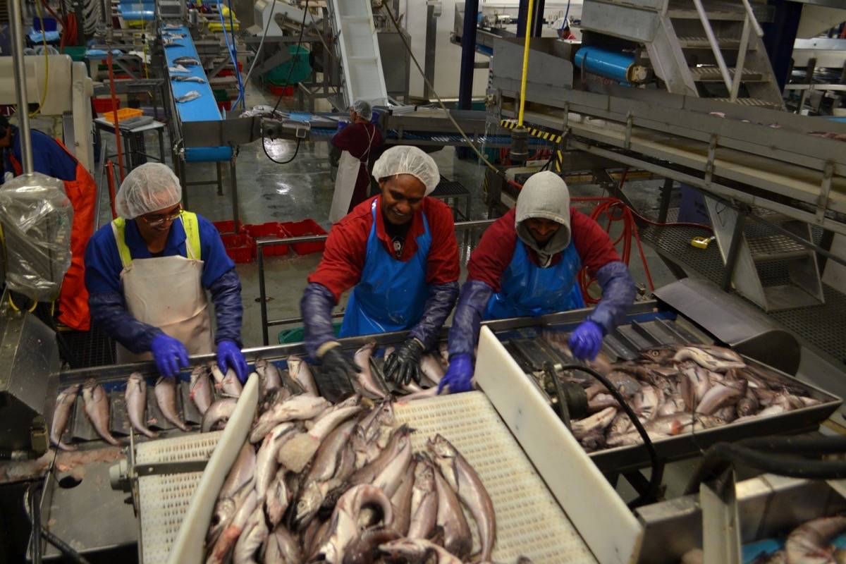 West Coast sailing rough employment seas to help fish processing