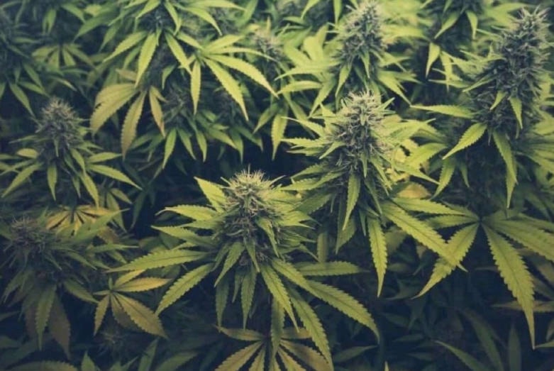 14264717_web1_Cannabis
