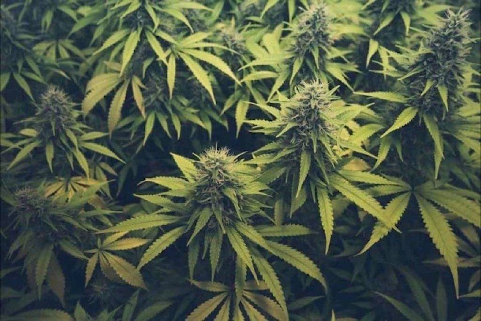 17287622_web1_cannabis