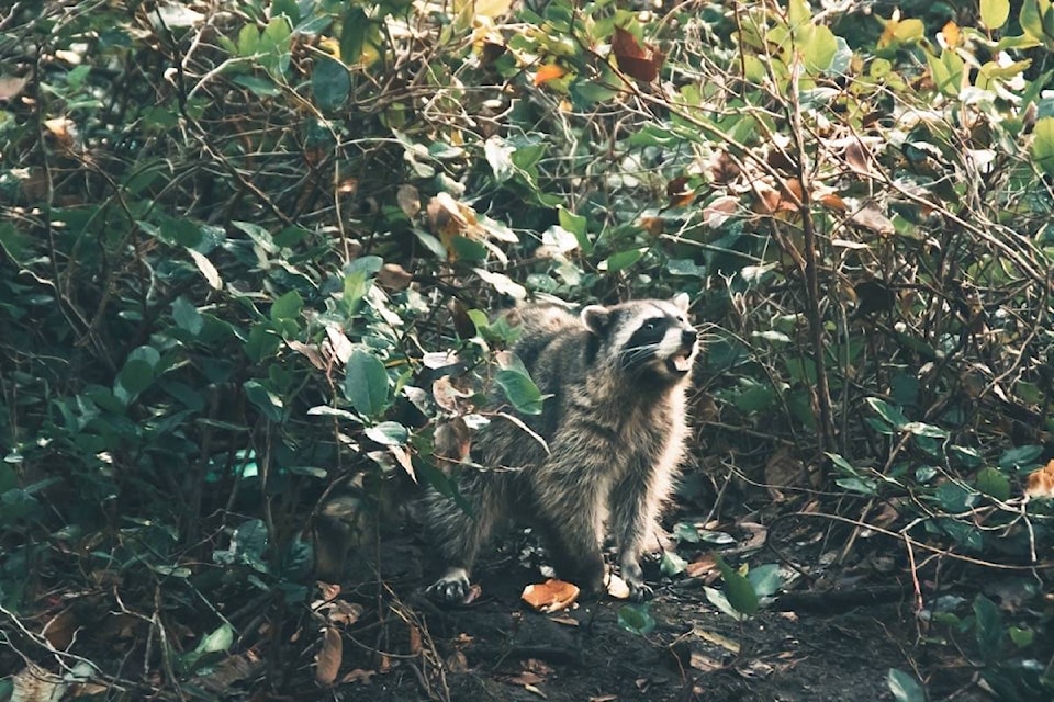 17583782_web1_190704-TDT-M-raccoon