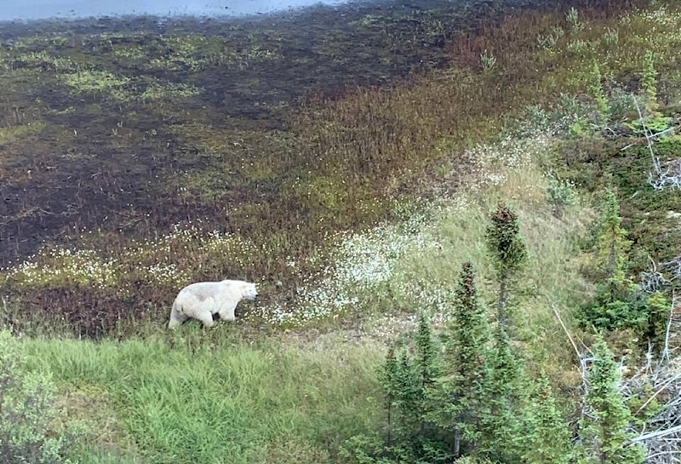 17880487_web1_polar-bear-manitoba