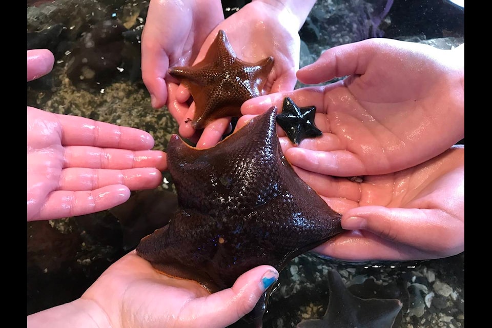 The Ucluelet Aquarium has a touch tank where people can explore sea life found right out in Ucluelet Harbour. Marine creatures in the tanks are circulated and returned to the harbour after a certain amount of time. (SUSAN QUINN/ Alberni Valley News)