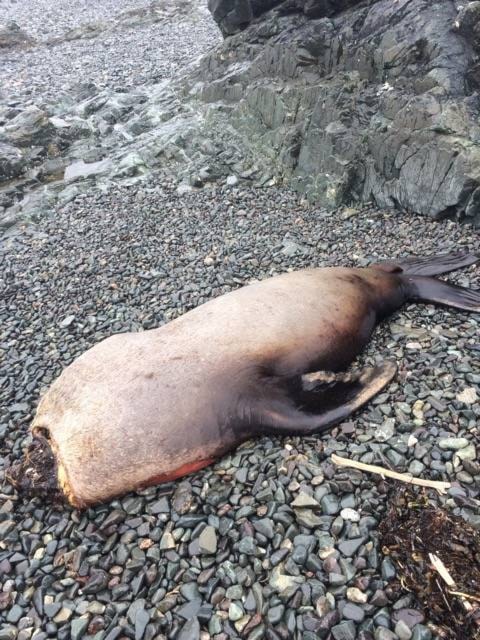 21665572_web1_200514-CRM-DFO-To-Decide-On-Seal-Fishery-Plan-SEALION_1