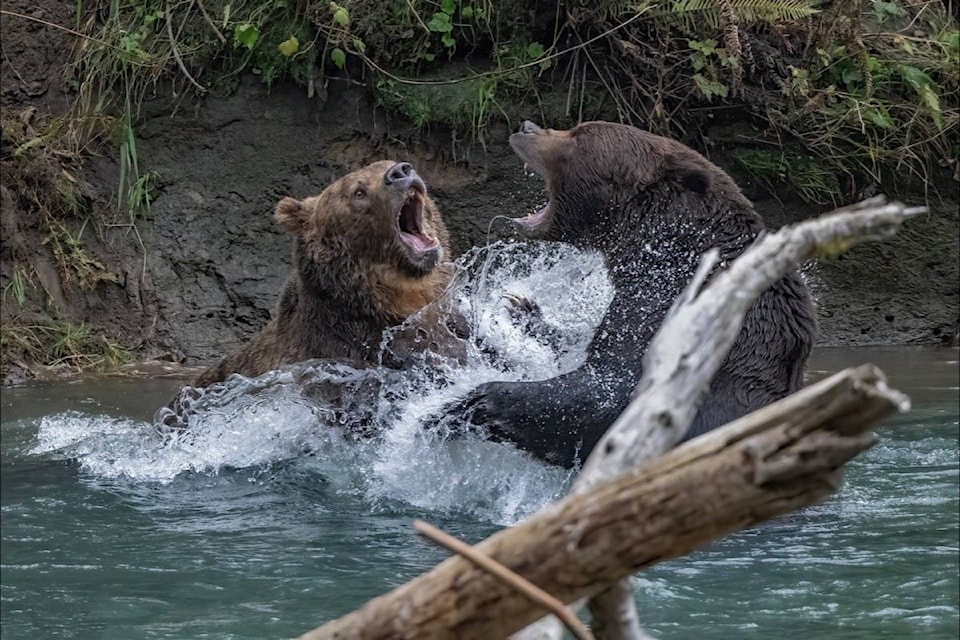 Two giant grizzly bears engaged in a territorial fight. (Wayne Duke photo)