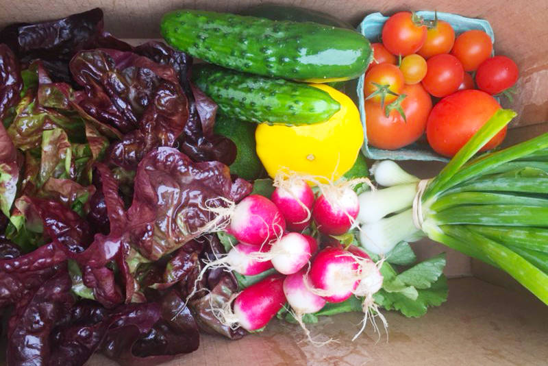 Here are just some of the sustainable salad greens, root vegetables and fruits grown and harvested at the Shelter Farm.