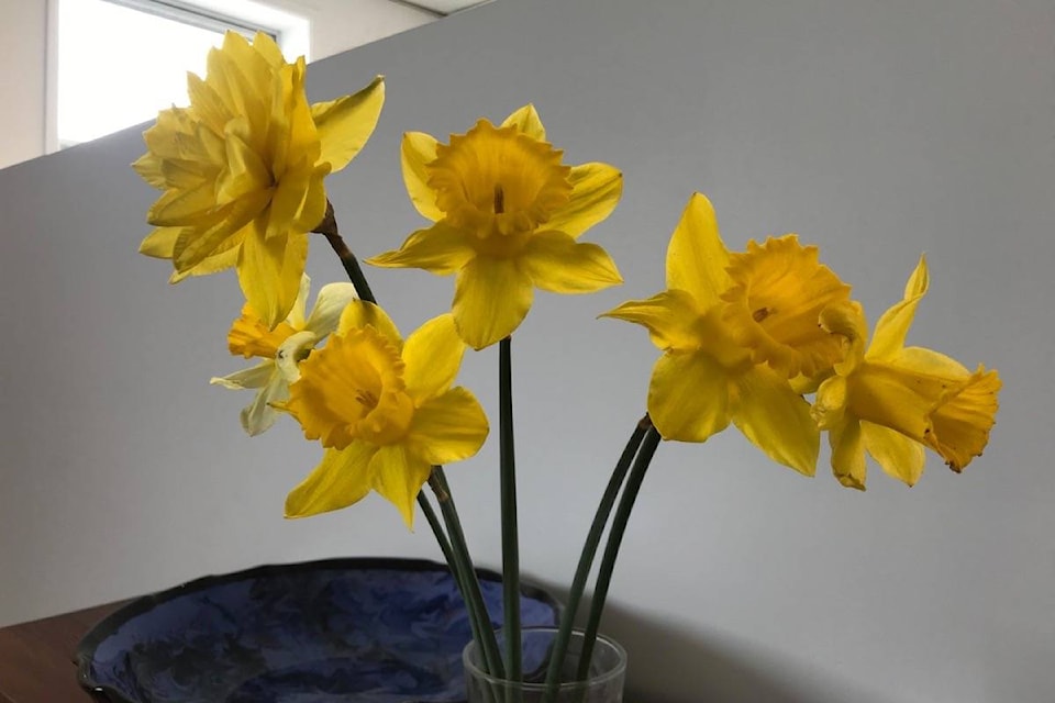 24822631_web1_210414-AVN-letter-Cancer-daffodils-daffodils_1