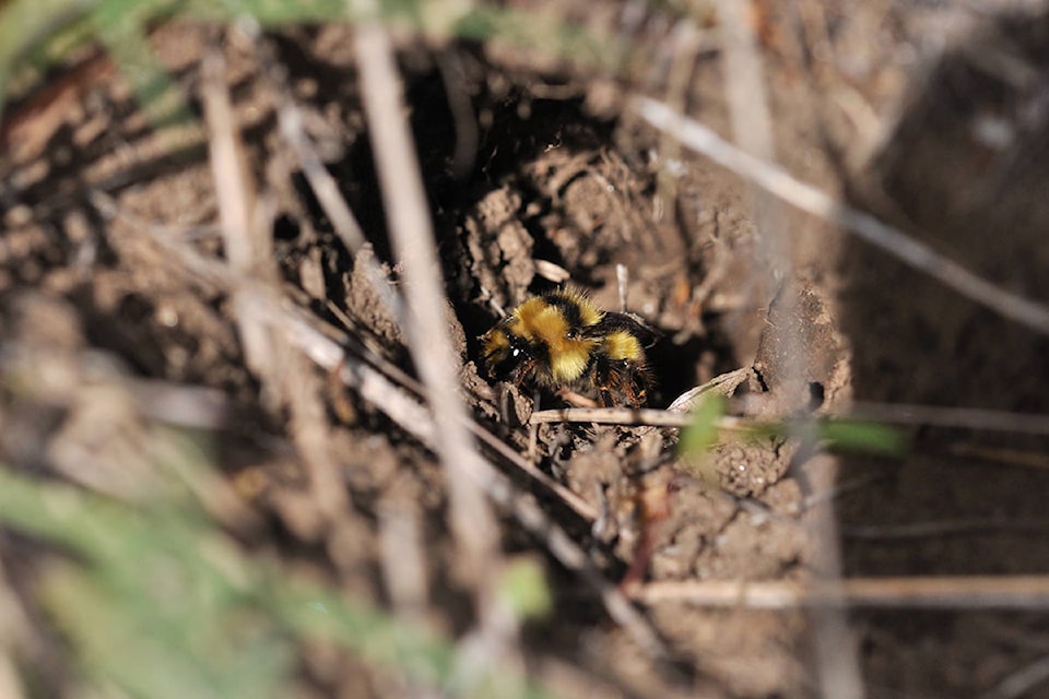 24904304_web1_210406-GNG-leaves-for-bees-bombus_2