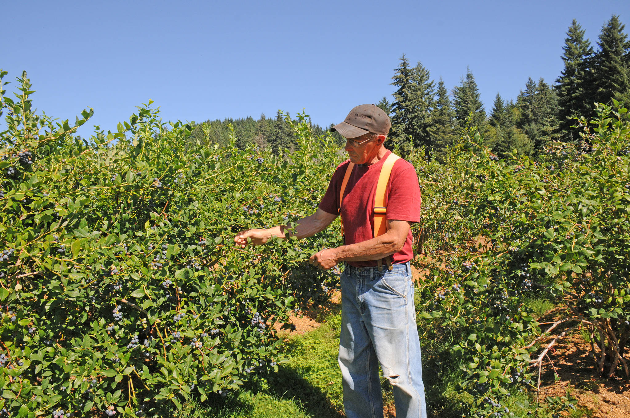 25990110_web1_210804-AVN-Cox-Lake-blueberries-blueberries_4