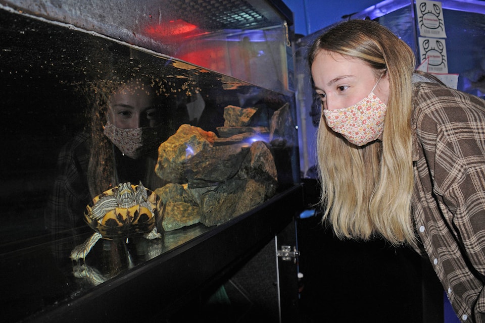 26492421_web1_210901-AVN-Aquarium-alberni_1