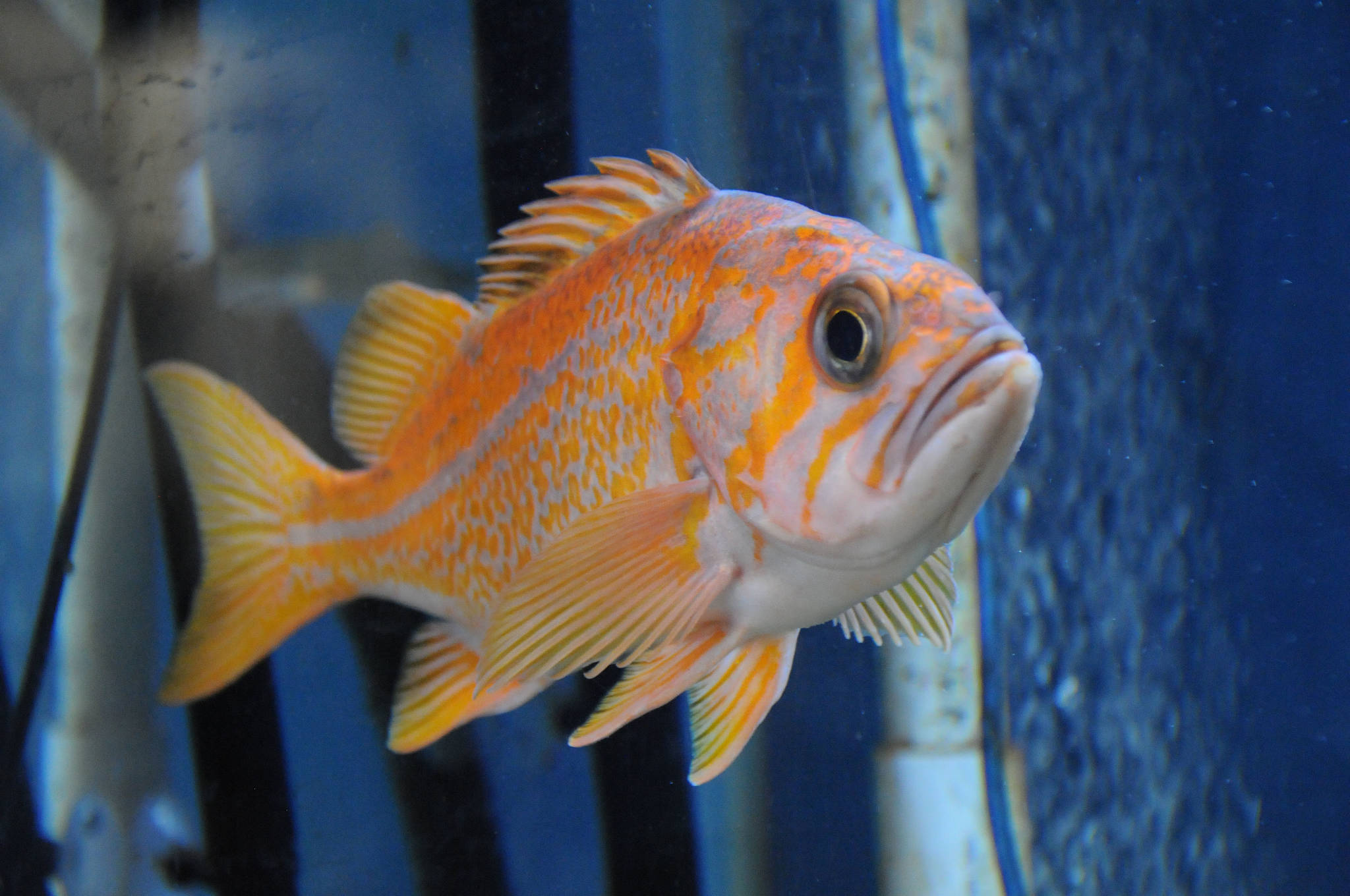 A canary rockfish swims around a tank with its fishy mates at the Alberni Aquarium. The aquarium has reopened for weekend hours. Susan Quinn photo / Alberni Valley News