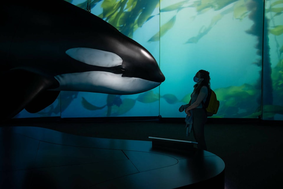 26681912_web1_210505-WCT-OrcaExhibit-whales_2